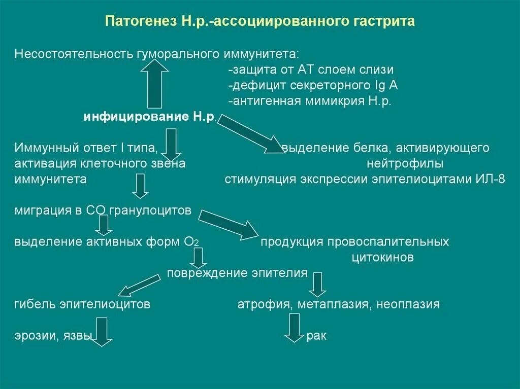 Патогенез язвы хеликобактер пилори. Этиология хронического гастрита. Патогенез хронического гастрита. Этиология гастрита. Патогенез острого гастрита схема.
