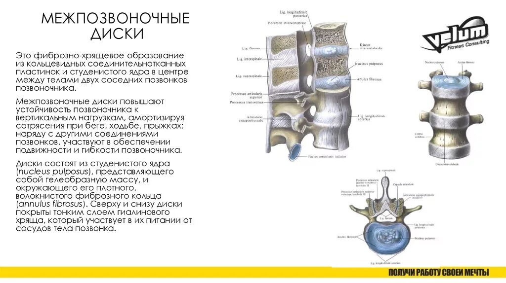 Содержимое межпозвоночного диска. Гиалиновые пластинки межпозвоночного диска. Строение позвонка и межпозвоночного диска. Замыкательная пластина тел позвонков. Из чего состоит межпозвоночный диск человека.