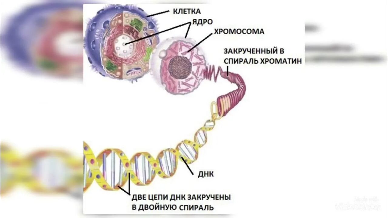 Строение ДНК хроматин. Хроматин строение. Клетка ДНК человека. Наследственный материал ядра