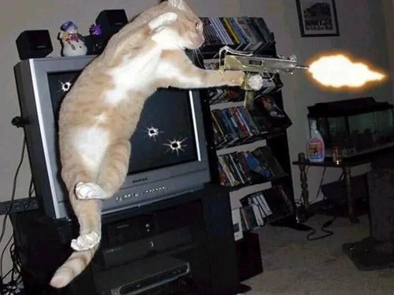 Кот с автоматом мем MAmy rannego! MAmy rannego! trzeba będzie go opaczyć Army cats, Cute animal me