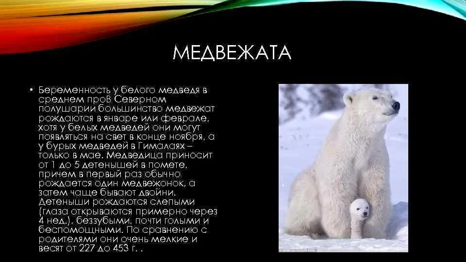 Какими рождаются медвежата белого медведя. Текст берлога у белой медведицы. У белой медведицы родился медвежонок. Текст у белой медведицы родился медвежонок. День рождения белого медведя 29 декабря.