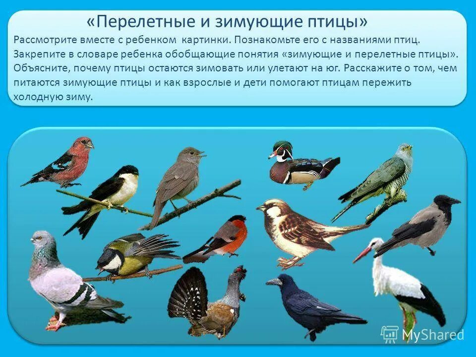 Про какую птицу