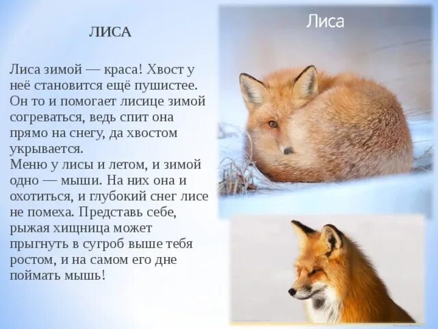 Лиса рассказ 2 класс