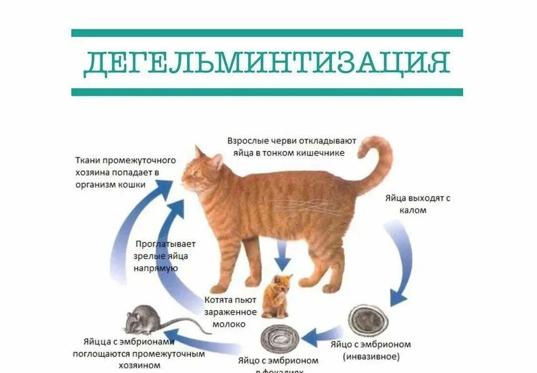 Почему у кота лечение