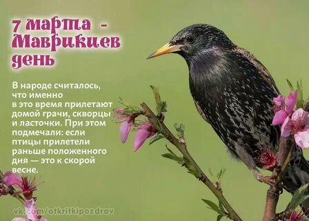 Как поют скворцы голоса природы
