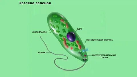 Есть ли у амебы хлоропласты