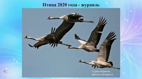 Курлычат журавли