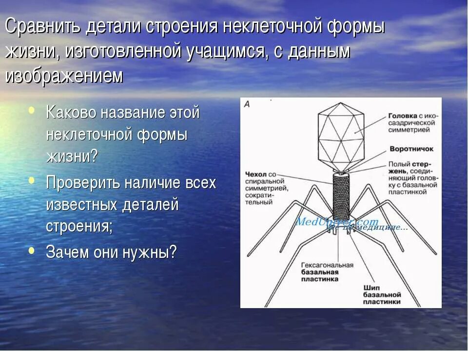 Почему вирусы неклеточные формы. Неклеточные формы жизни. Неклеточные формы жизни строение. Неклеточные структуры строение. Вирусы неклеточные формы жизни.