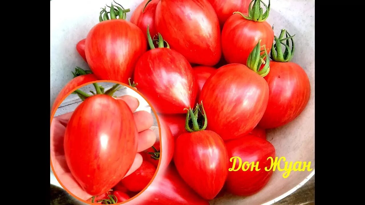 Don tomato. Сорт томата Дон Жуан. Помидоры сорт Дон Жуан. Семена томата Дон Жуан. Томат Дон Жуан фото.