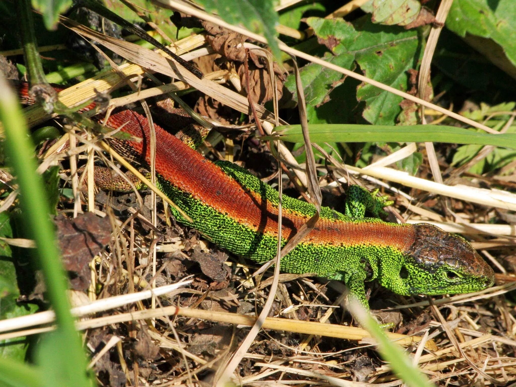 Ящерица обыкновенная прыткая. Lacerta Agilis ареал. Прыткая ящерица двухцветная. Песчаная ящерица.