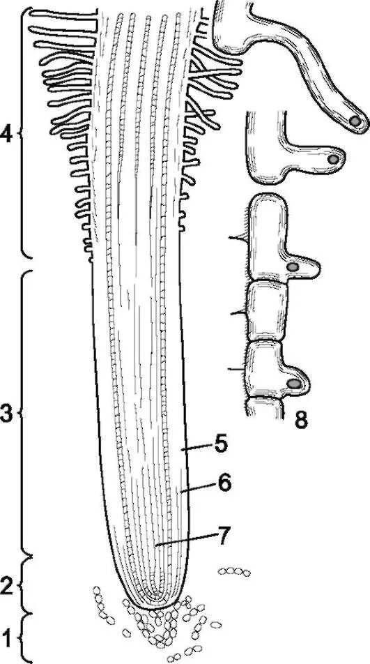 Внешнее строение молодого корня проростка. Строение кончика корня проростка пшеницы. Корень корневой чехлик. Зоны кончика корня проростка пшеницы. Внешнее строение молодого корня проростка.
