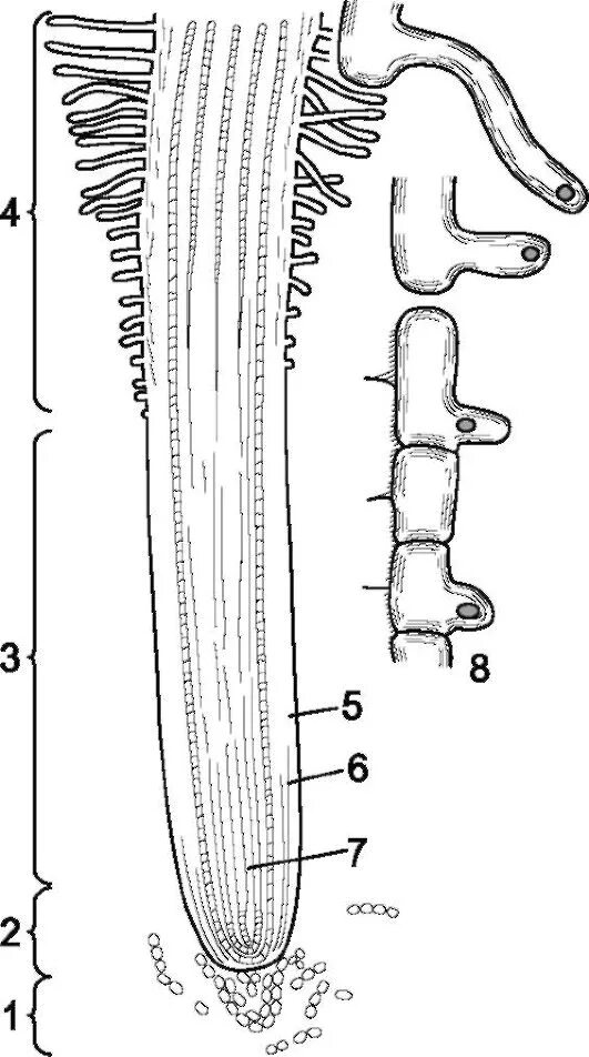 Корневой кончик. Строение корня проростка пшеницы. Зоны кончика корня проростка пшеницы. Строение кончика корня проростка пшеницы зоны. Кончик корня проростка пшеницы.