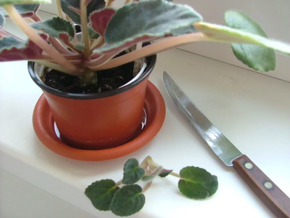 Обрезание фиалки. Черешок фиалки. Как пересадить фиалку. Фиалка литуаника. Как обрезать фиалку.