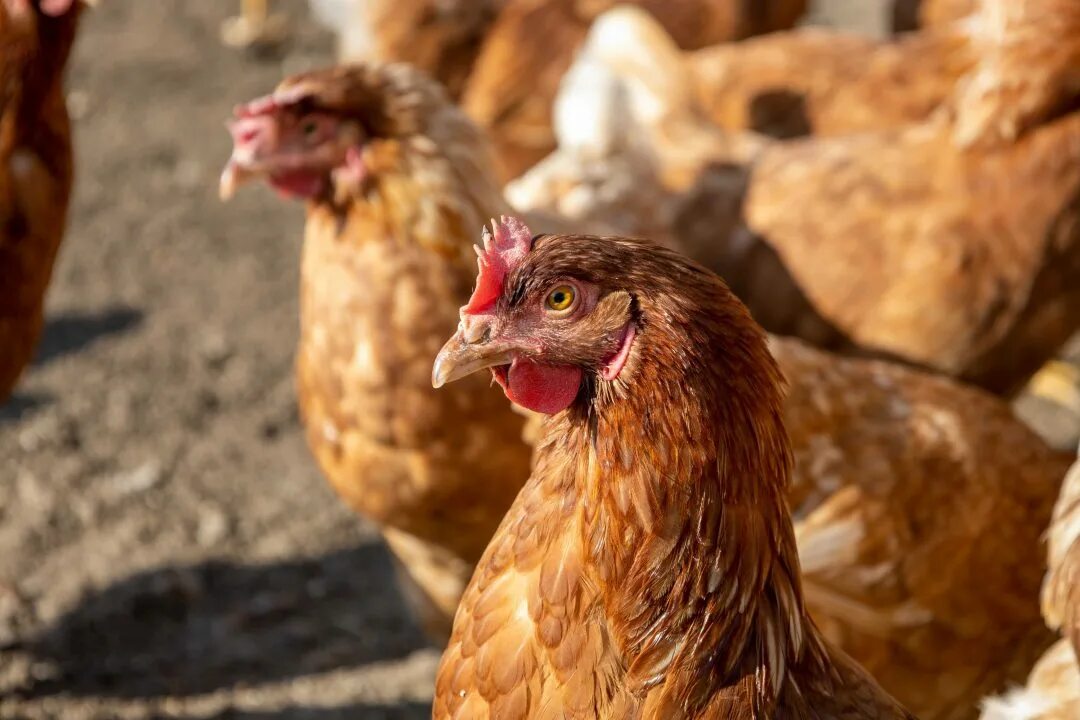 Купить кур владимирская. Ломан Браун. Кошка Ломан Браун. Nioski Lohmann, Lohmann Brown Sandy Rosa Leghorn Greenshell. Ломан-Браун порода кур описание фото отзывы цена.