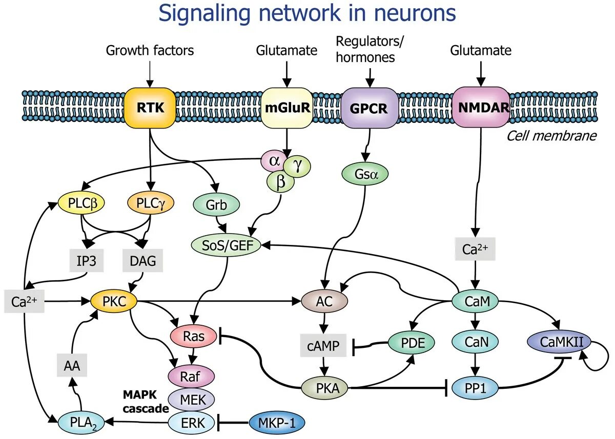 Signalling problem. Intracellular signaling pathways. her signaling network. mathematical models of signals. woke-signalling.