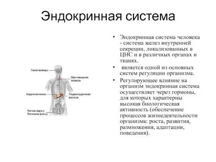 Эндокринная система осуществляет регуляцию организма