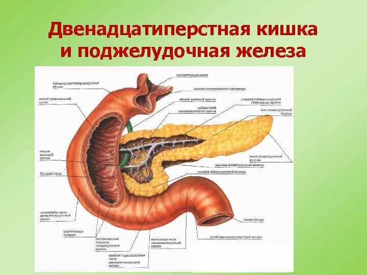 Покажи картинку поджелудочной железы. Строение 12 перстной кишки отделы. 12 Перстная кишка и поджелудочная железа. Строение 12 перстной кишки человека. 12 Перстная кишка анатомия человека.