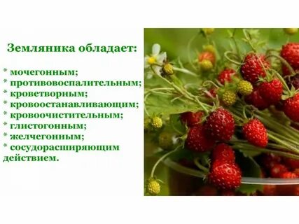 Польза лесной клубники