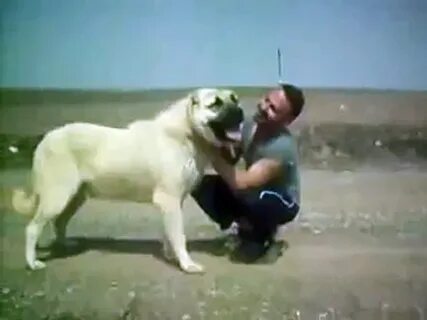 Шаблий питбуль бой