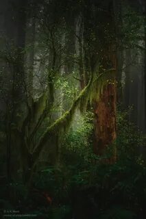 Картина дремучий лес