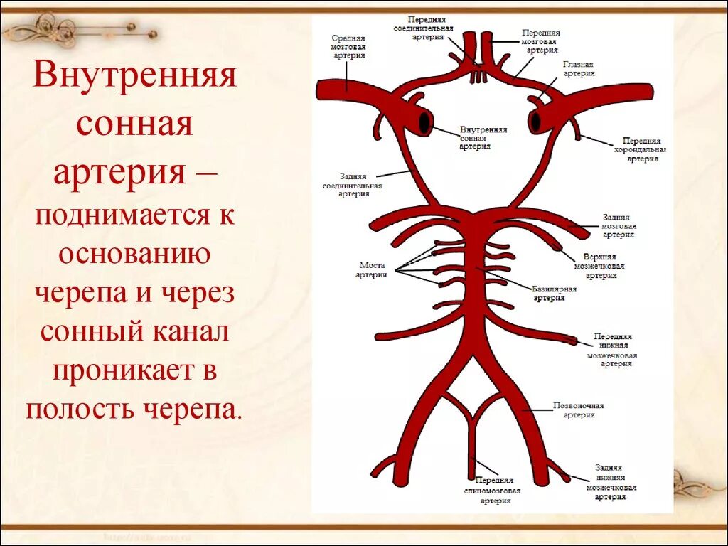 Внутренняя Сонная артерия анатомия таблица. Внутренняя Сонная артерия анатомия что кровоснабжает. Ветви внутренней сонной артерии схема. Анатомия сонных артерий схема. По дну чего проложена артерия жизни