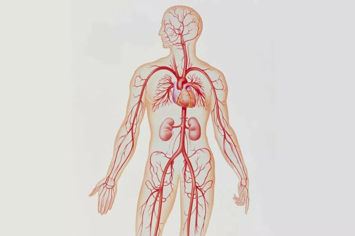 Пронизан кровеносными капиллярами. Артериальная система человека анатомия. Артериальная кровеная система. Система кровообращения артериальная система. Кровеносная система человека анатомия.