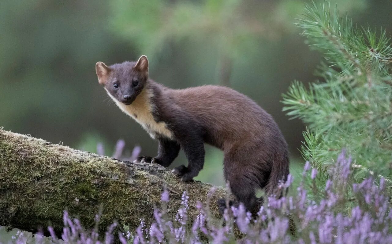 Scotland animal. Лесная куница. Фауна Северной Ирландии. Растительный и животный мир Ирландии.