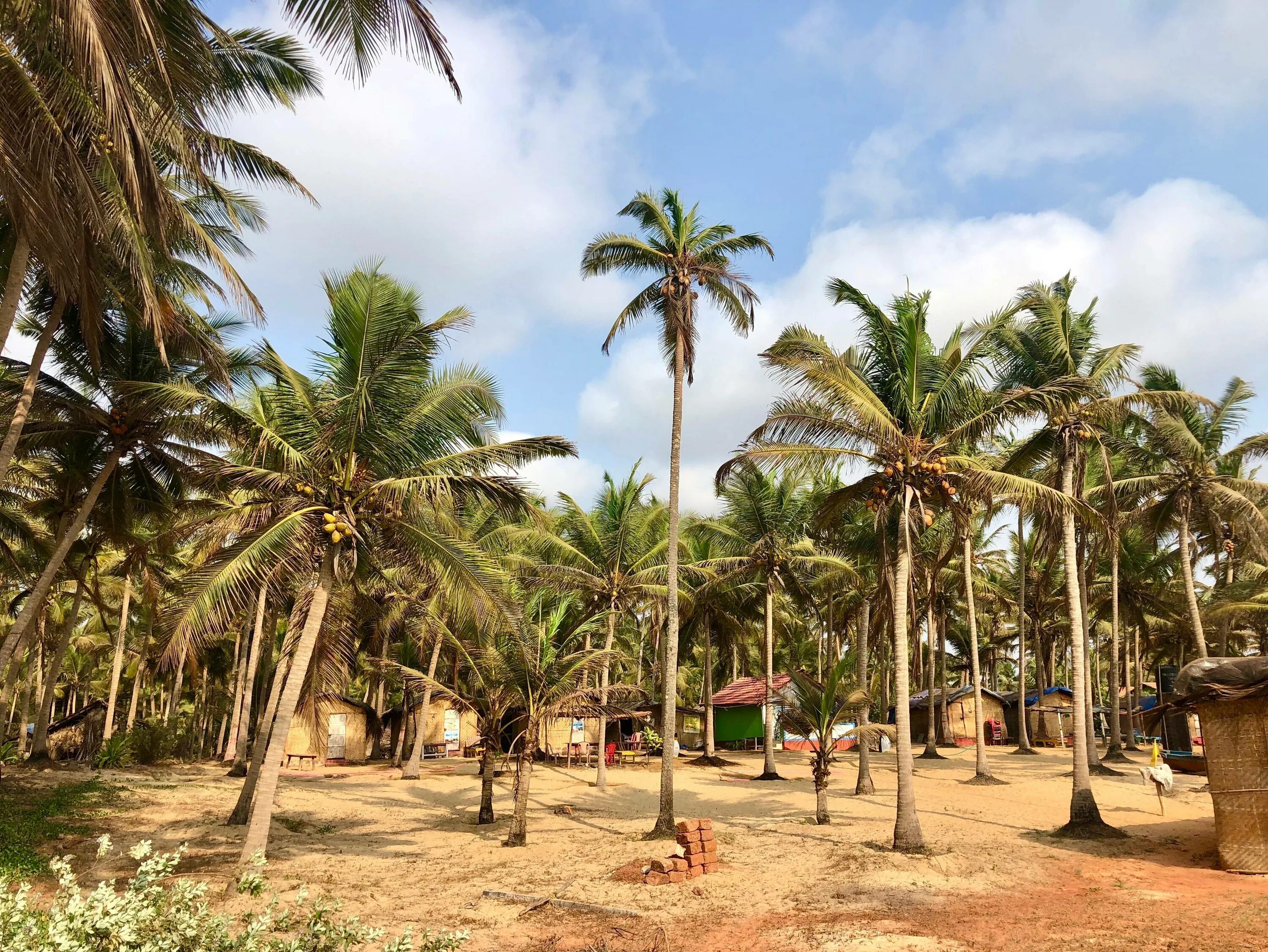 Пляж парадайз гоа. Гоа парадайз бич сосны. Пляж парадайз гоа. Пляж парадайз гоа. Гоа пляж парадайз парадайз.