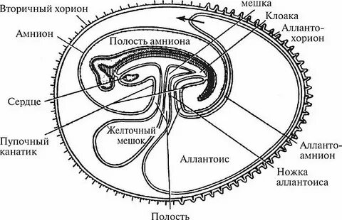 Амниотическая оболочка зародыша