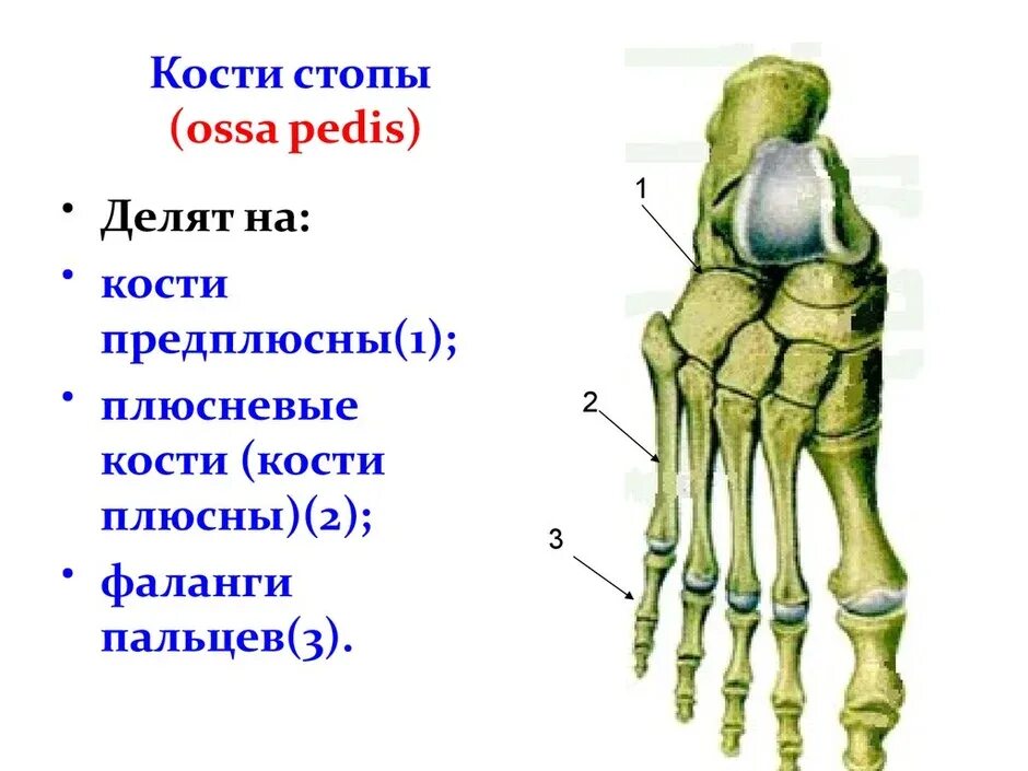 Общее число фаланг стопы. Кости стопы человека анатомия. кости предплюсны стопы анатомия. анатомия проксимальной фаланги стопы. ладьевидная кость (предплюсна).