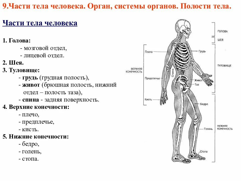 скелет мужчины и скелет женщины. мужской скелет. скелет человека. строение скелета мужчин. строение скелета мужчин.