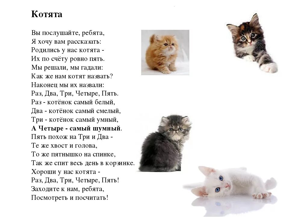 Клички для котят. Имена для котят. Имена для котят котов. Самые красивые имена для кошечек.