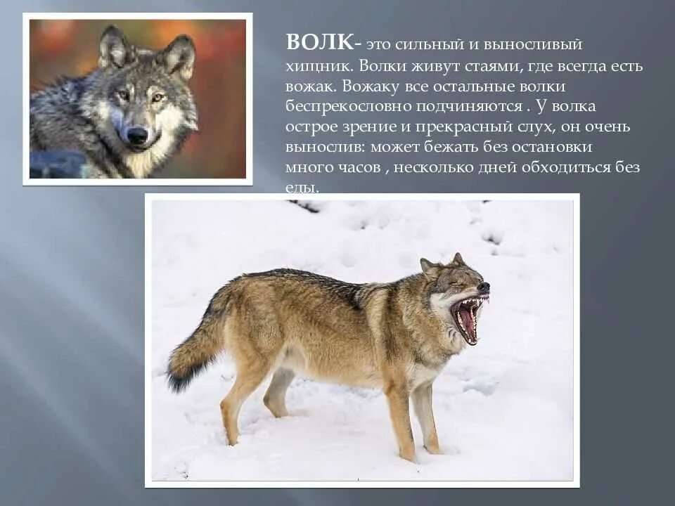 Где живет волк. Волки обитающие в России. Волк это сильный выносливый хищник. С волками жить.