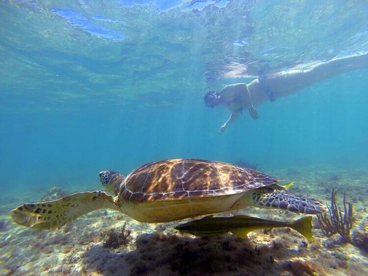 Акумаль Мексика. Морская черепаха Сейшелы. Черепахи в Мексике. Оаху черепахи.