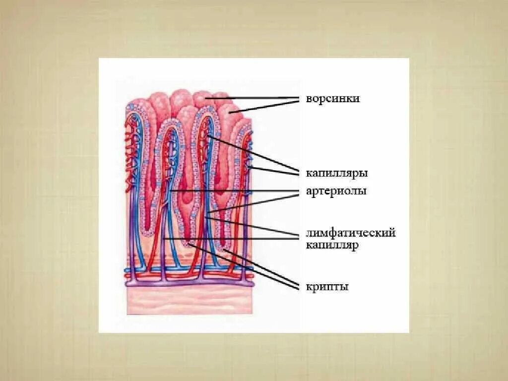 Ворсинки и микроворсинки тонкого кишечника. Строение ворсинки тонкого кишечника. Строение кишечной ворсинки анатомия. Микроворсинки тонкой кишки рисунок. Строение ворсинок слизистой оболочки