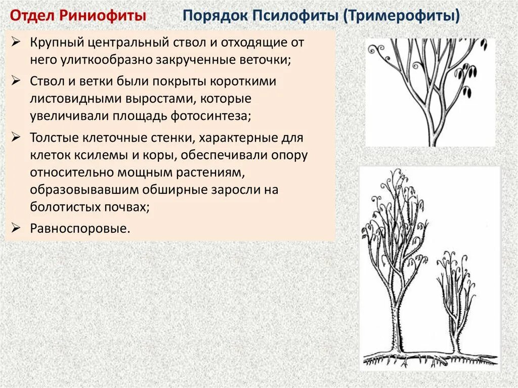 Определение риниофиты 7 класс