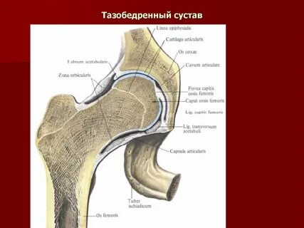 Тазобедренные суставы тип 1а