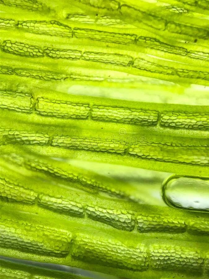 клетка водоросли имеет. строение одноклеточной водоросли хламидомонады. клетка водоросли имеет. зелёные водоросли хламидомонада. особенности строения клеток водорослей.