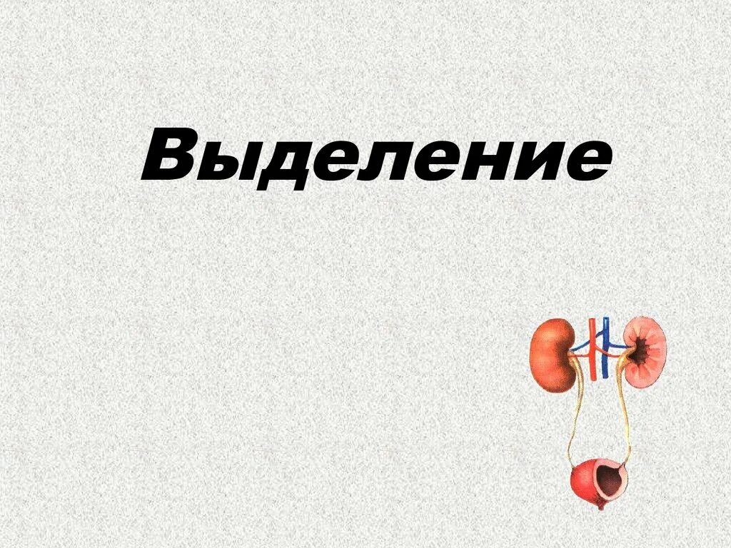 Тест по теме выделение 8