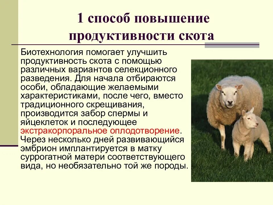 Селекция в животноводстве. Продуктивность сельскохозяйственных животных. биотехнологии в животноводстве. продуктивность скота крс. достижения биотехнологии в животноводстве.