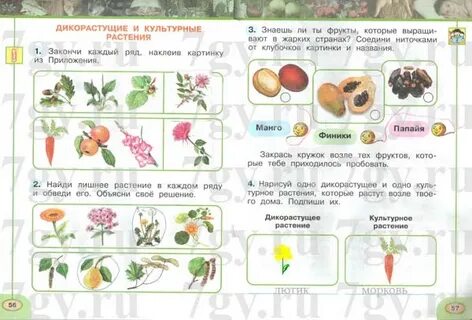 Тест дикорастущие и культурные