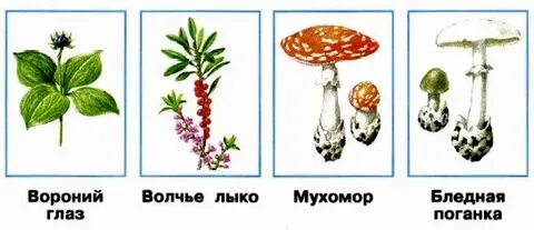 Рассказ коварные двойники поганка и шампиньон