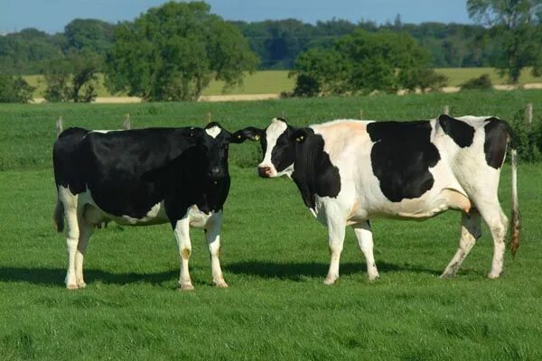 Upravleniye Selskogo Khozyaystva i Prodovolstviya Gomelskogo rayona, agricultura