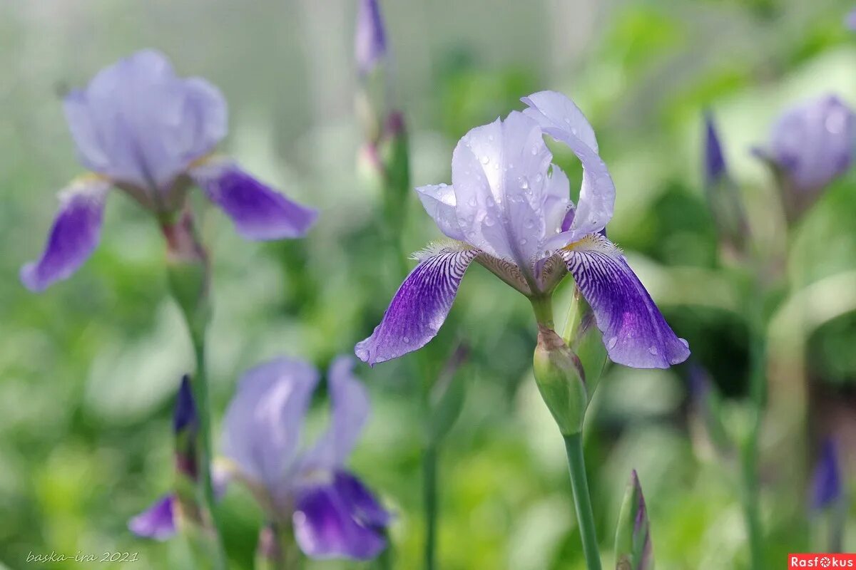 китайский ирис. ирисы бородатые якименко. ирис 14. ирис бородатый махровый. ирис 14.