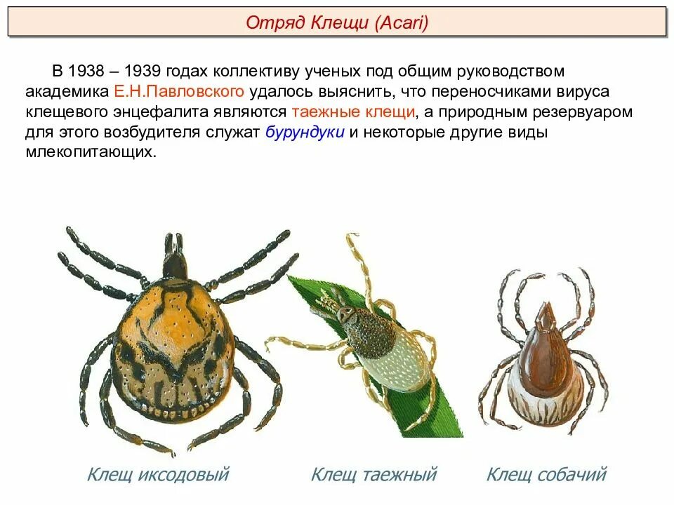 Клещи какой тип. Биология 7 класс паукообразные клещи. клещ класс паукообразных. таежный клещ является переносчиком. паукообразные клещи членистоногие.