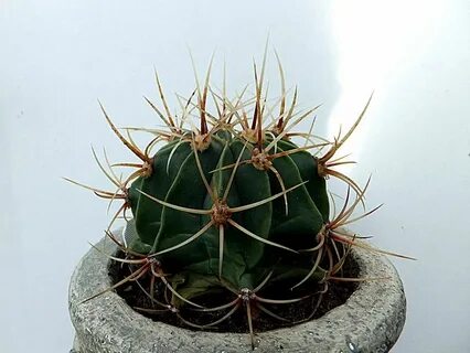 Кактус игла