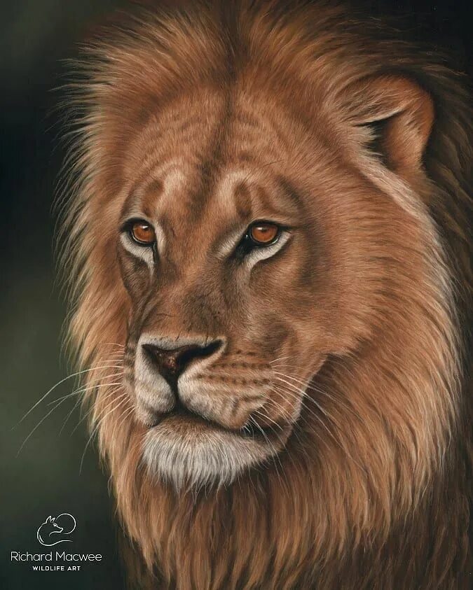 Гиря 16 кг iron head. Картинки лева. Лев 16. Лев 16. Шрам лев.