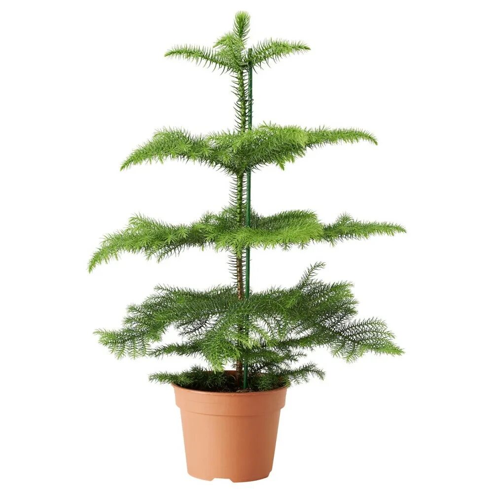 Елка в горшке. Ель канадская коника. Араукария хетерофилла комнатная ель. Домашние елочки в горшках. Елка коника живая.