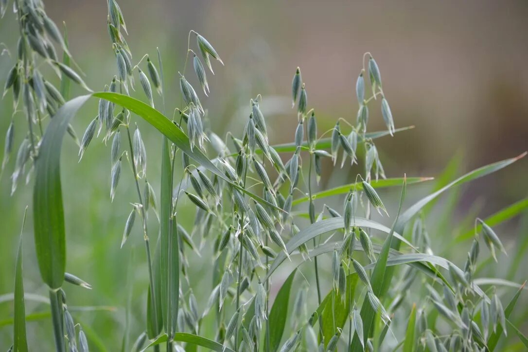 Овес большой. Овес посевной (Avena Sativa). Трава овсюг. Овсюг обыкновенный. Овсюг полевой.