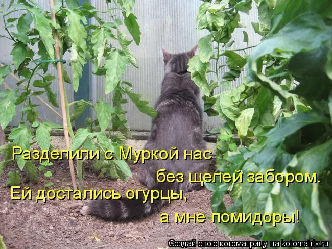 Без тебе вянуть текст. Кот и рассада. Котоматрица кот и рассада. Коты и рассада юмор. Кот в огороде.